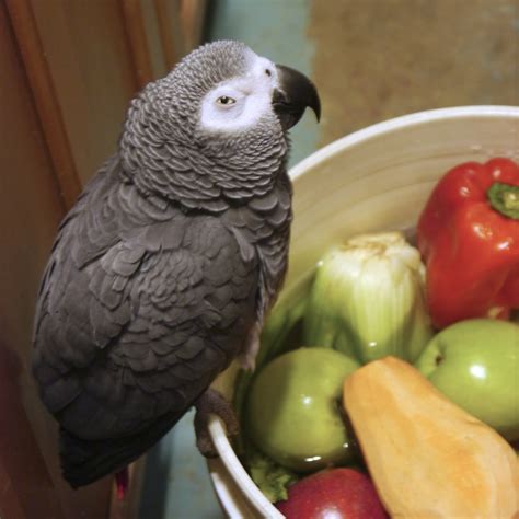 foster exotic pets 5