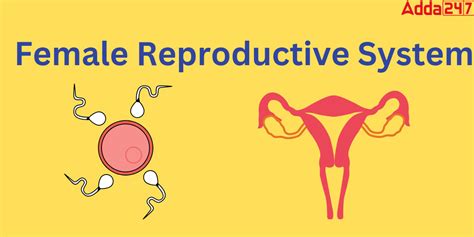 Female Reproductive System Diagram Parts And Functions For Class 10 12