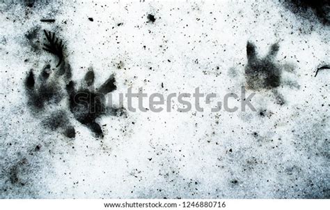 Possum Opossum Footprints Tracks Snow Winter Stock Photo 1246880716