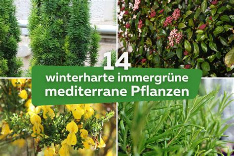 Ist Der Gemeine Schneeball Giftig Infos Zu Viburnum Opulus