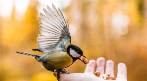 Tips On How To Get A Bird Out Of Your House Safely A Full Table