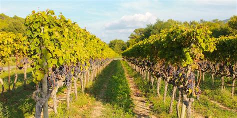 Découverte du Luberon et des Alpilles au fil des vignobles Provence