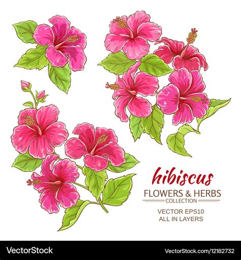 Hibiscus Flowers Set Royalty Free Vector Image