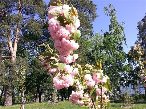 Sakura W Rejon Yczakowski Lw W Ukraina Tripomatic