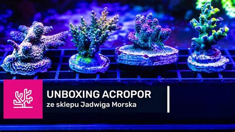 36 UNBOXING ACROPOR ZE SKLEPU JadwigaMorska Aklimatyzacja