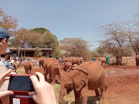 Nairobi National Park Elephant Orphanage Giraffe Center Getyourguide