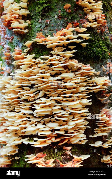 Soporte hongos creciendo en un árbol muerto en la selva Ecuador