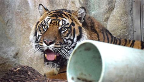 Meet Your Zoo Friends! | Bloomington, IL Parks & Recreation