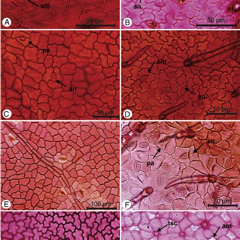 Epidermis On The Adaxial Left Side And Abaxial Right Side Surfaces