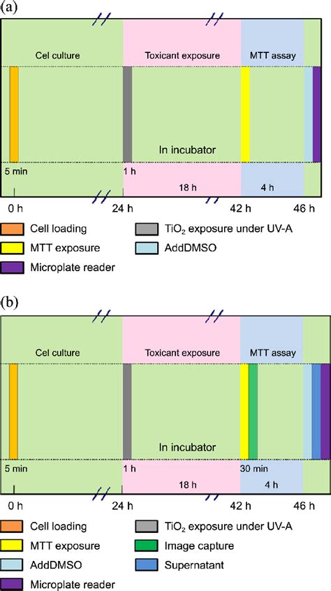 Schematic Diagrams Of Mtt Assay Protocols With A Conventional And B