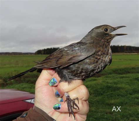 Koltrast Turdus Merula Blackbird Axart Birds Nature And Art