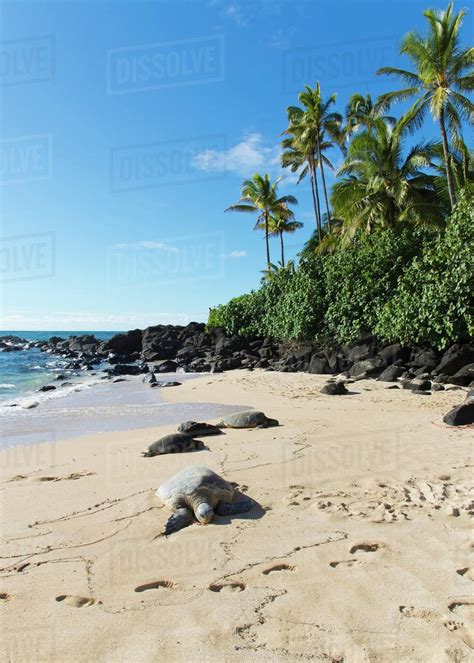 A Turtle On Laniakea Beach (Turtle Beach) On The North Shore; Oahu ...