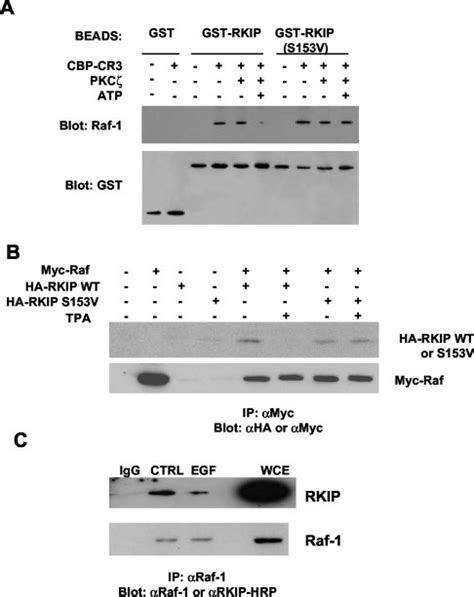 Rkip Ser Mediates Raf Binding A Pkc Phosphorylation Of Rkip