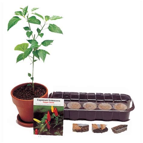 Tabasco Pepper Plant Kit - Grow Your Own! | The Green Head