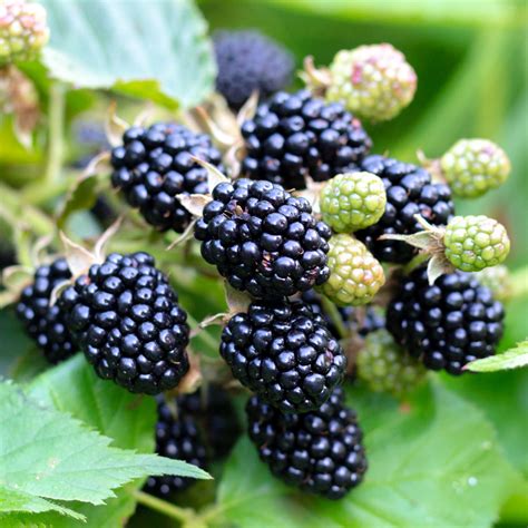 Rubus Fruticosus Triple Crown Leafwise