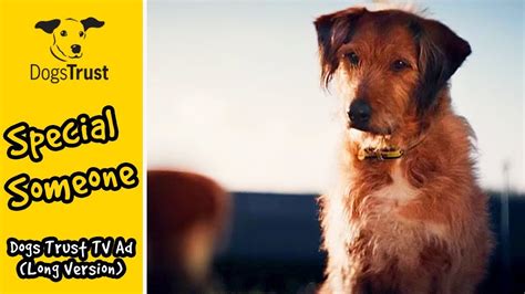 Special Someone Dogs Trust Tv Ad Long Version Youtube