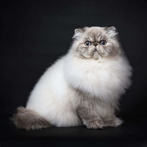 Baby My First Persian Kitten Type Of Persian Cats