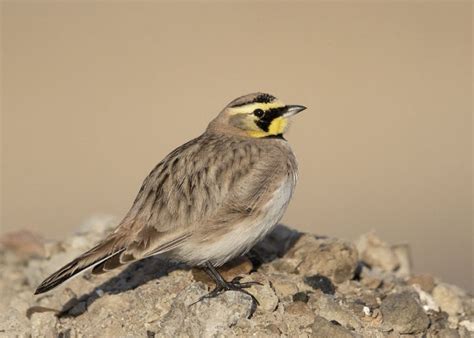 My First Horned Lark Photos Of The Year Feathered Photography