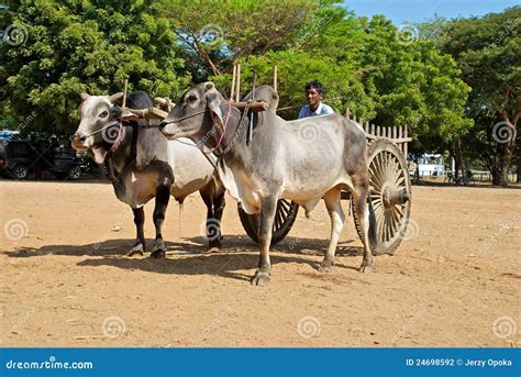 Team Of Oxen Editorial Photography Image Of Gray Myanmar 24698592