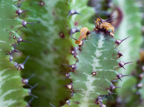 Free Images Tree Nature Branch Cactus Leaf Desert Flower Food