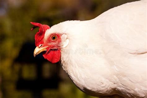 Leghorn Blanca Foto De Archivo Imagen De Gallina Aves