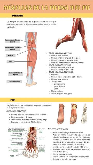 M Sculos De La Pierna Y El Pie Anatom A Salud Udocz