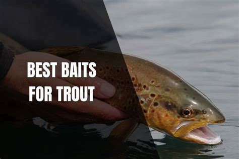 12 Best Baits For Trout Begin To Fish