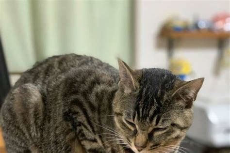 猫が見せる「撫でてほしい」サインとは？ 喜ぶ・嫌がる撫で方も解説（ねこのきもちnews）