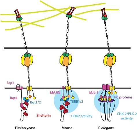 Similarities In Molecular Architecture Of Meiotic Chromosome Linc