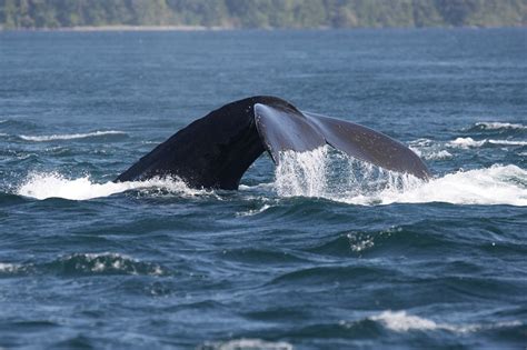 Humpback whale tail fluke in waves Megaptera novaeangliae Humpb | Mike Rae