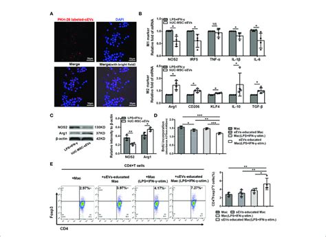 Huc Msc Sevs Converted Inflammatory Macrophages To M2 Phenotype Download Scientific Diagram