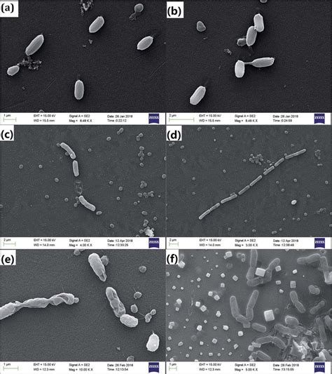 morphology   faecalis incubated   conditions