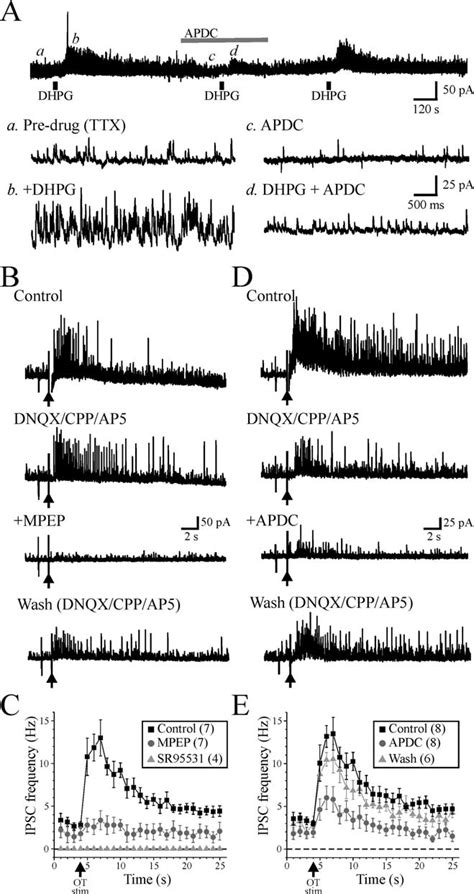 Regulation Of Inhibitory Activity By Mglurs A Activation Of Mglur