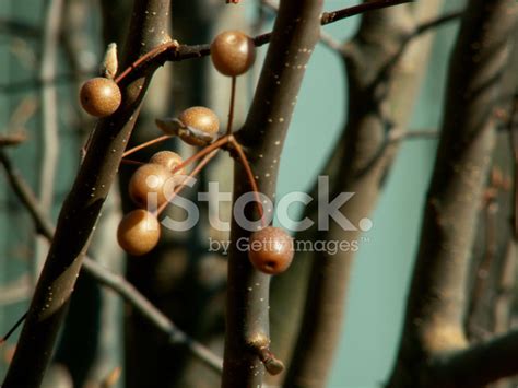 Brown Berries Stock Photo | Royalty-Free | FreeImages