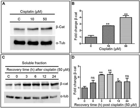 Evidence For Functional And Regulatory Cross Talk Between Wnt β Catenin