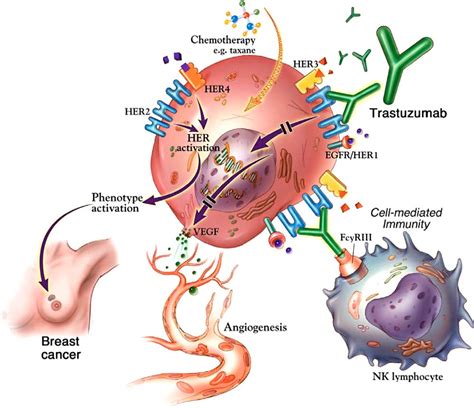 Figure 1 from Herceptin: mechanisms of action and resistance ...