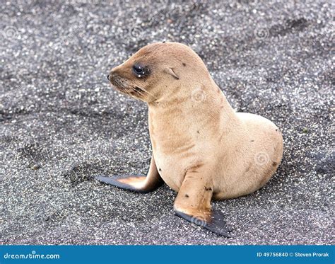 A Baby Galapagos Sea Lion stock photo. Image of zalophus - 49756840