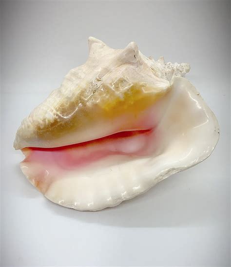 Extra Large Conch Shell 10” By 8” Naturally Brought To Shore By