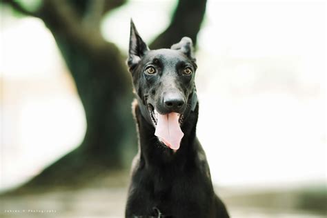 The Black Belgian Malinois: A Comprehensive Overview