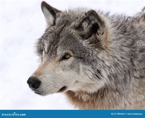 Face Of Wolf Stock Photo Image Of Wildlife Canada Nature 21789442