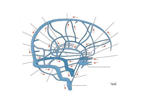 Comprehensive Neurosurgery Board Review Dural Venous Sinus Tributaries