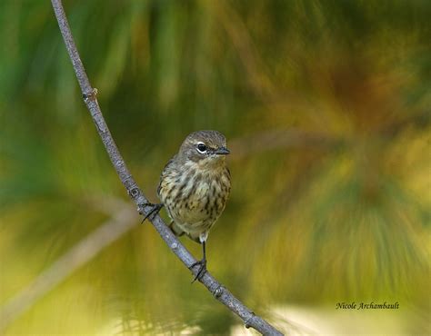 Paruline Croupion Jaune Yellow Rumped Warbler Nicole Archambault