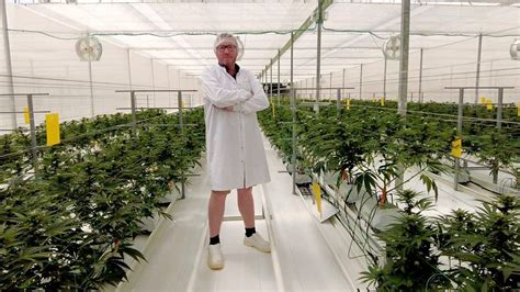 Arrest After £850 000 Coventry Cannabis Factories Raided Bbc News