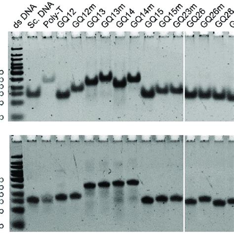 Non Denaturing Polyacrylamide Gel Electrophoresis Page Analysis Of Gq Download Scientific