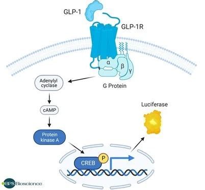 GLP 1R CRE Luc报告基因 HEK293 细胞系 哔哩哔哩