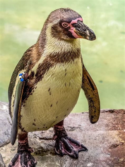 African penguin stock photo. Image of bird, african - 138539578