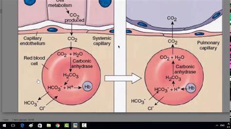 Chloride Shift Acid Base Balance YouTube