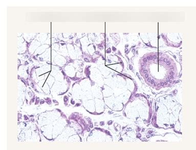 Salivary Gland Histology Diagram | Quizlet