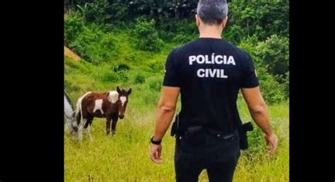 Cavalos são resgatados em situação precária em Brusque Hora de Porto Belo