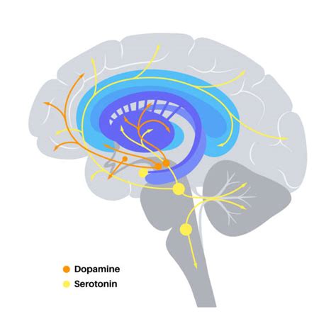 Serotonin And Dopamine